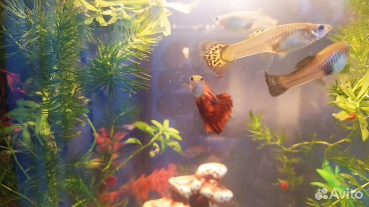 Мальки гуппи