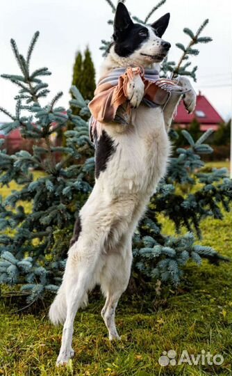 Гостиница для собак, передержка собак, зооняня