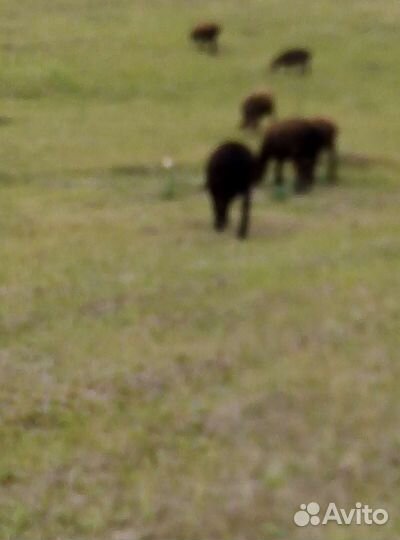 Курдючные бараны живым весом 250 р