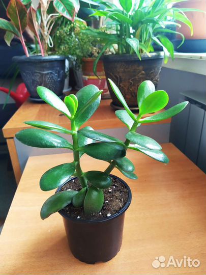 Толстянка (денежное дерево)