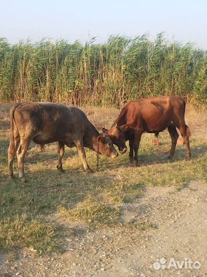 Продам Бычков