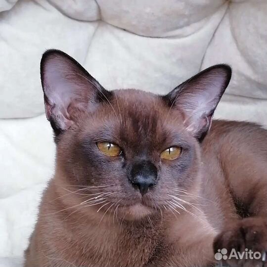 Продажа котят