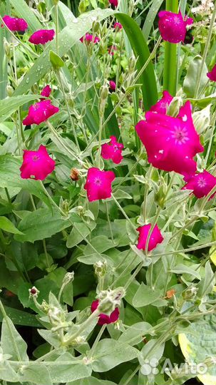 Многолетники