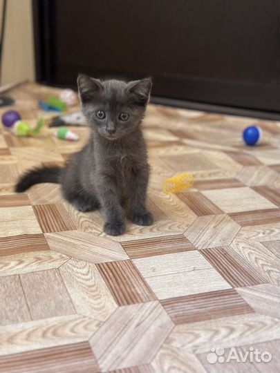 Мальчик, в добрые руки на лоток ходит