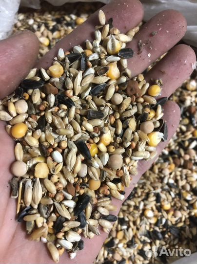 Зерносмесь для домашней птицы и голубей