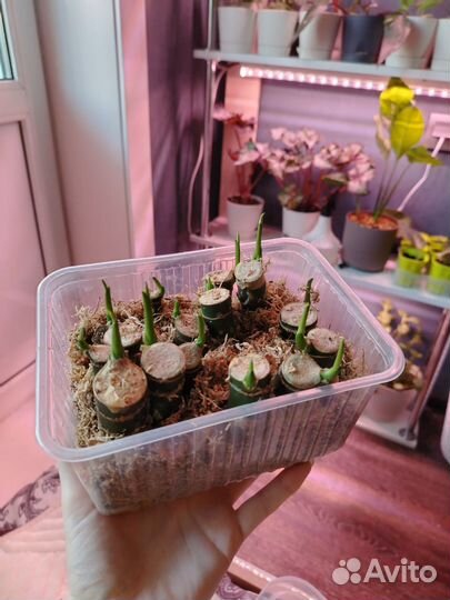 Диффенбахия