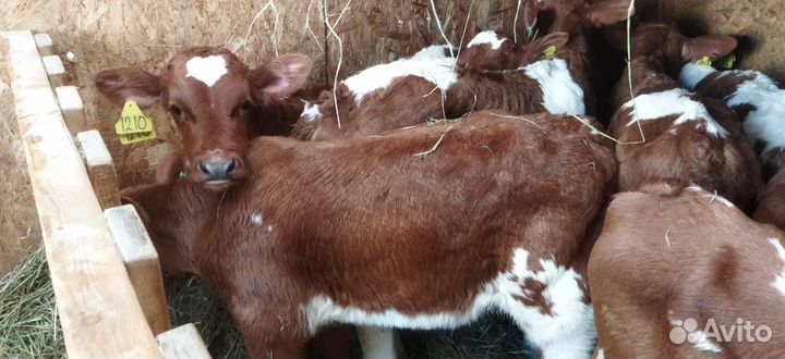Телята с доставкой до двора за наш счёт