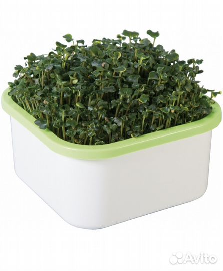 Проращиватель семян микрозелени