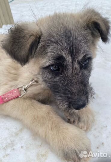 Щенульке нужен дом