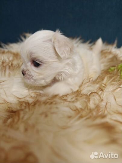 Щенки мальтезе Корея