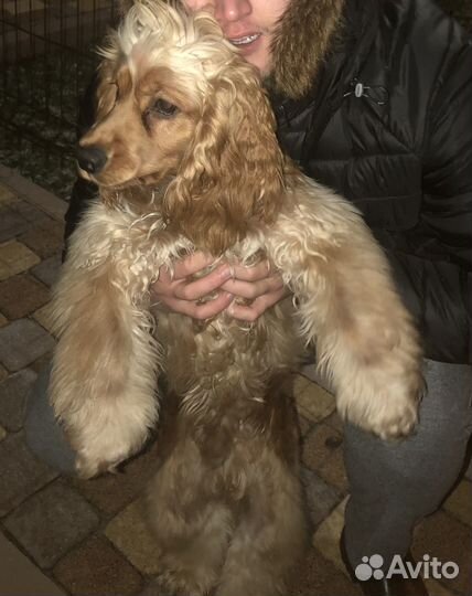 Вязка Кокер спаниель