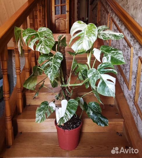 Монстера вариегатная альба