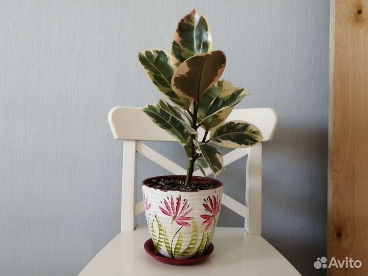 Фикус эластика тинеке