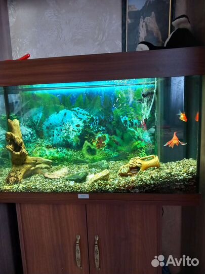 Аквариум Ювель (Германия) 125л