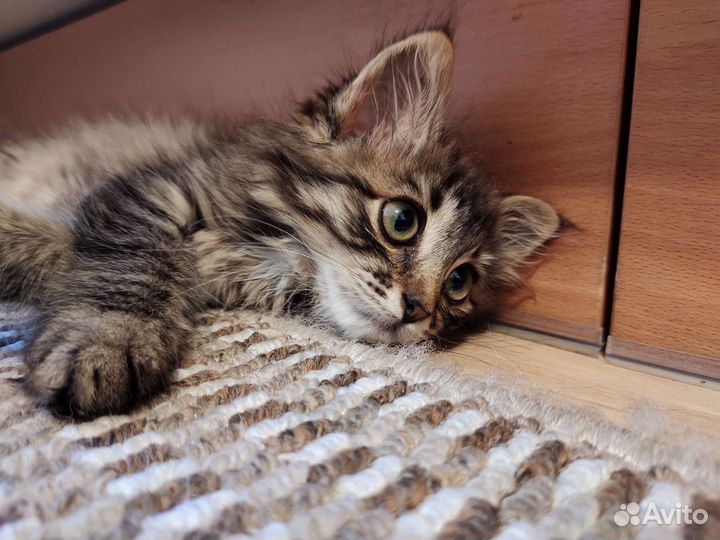 Котик бесплатно