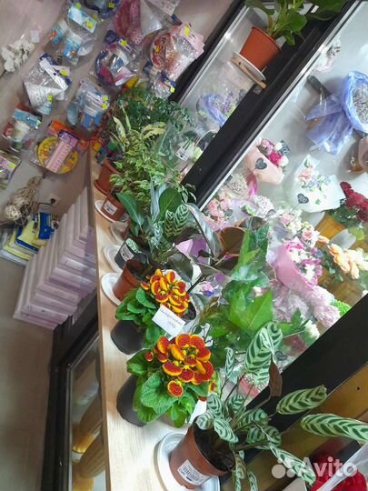 Комнатные растение(большой выбор)