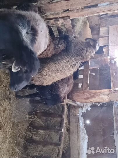 Племенные бараны