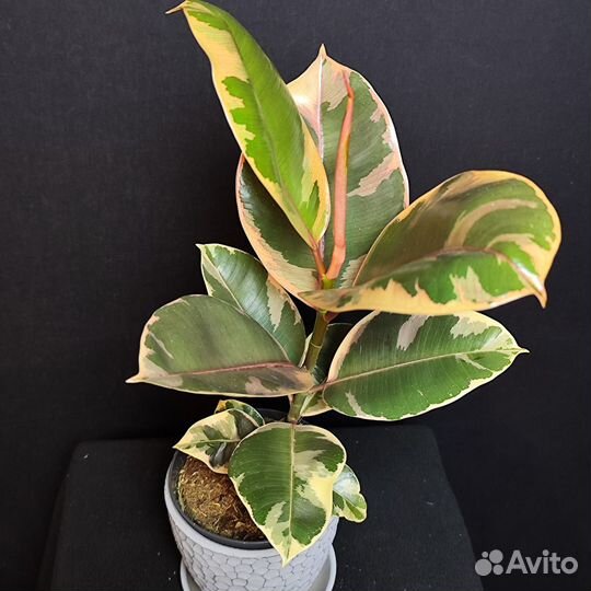Фикус комнатный