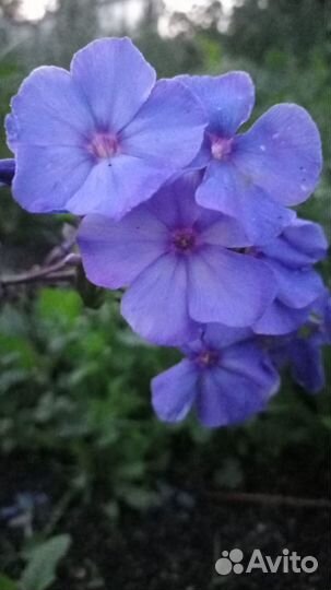Флоксы многолетние