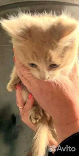 Маленький солнечный котенок (котик) ищет дом