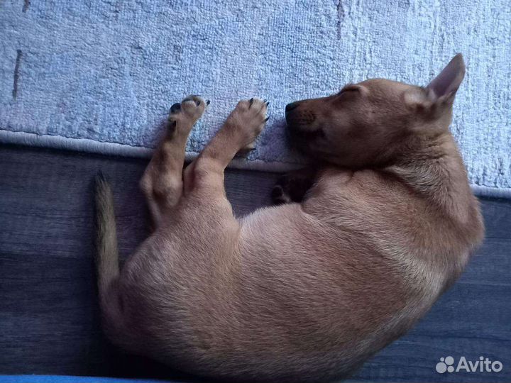 Отдам бесплатно маленькую собачку