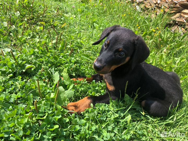 Продам щенка Добермана