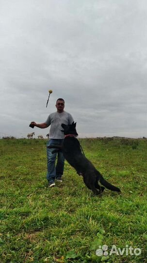 Дрессировка собак кинолог