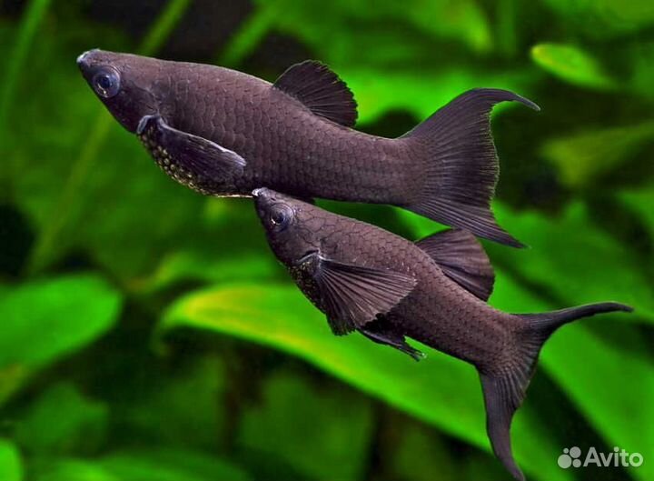 Рыбки, улитки