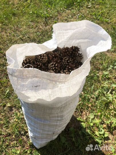 Шишки сосновые