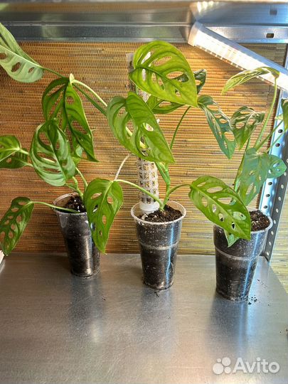 Монстеры разные