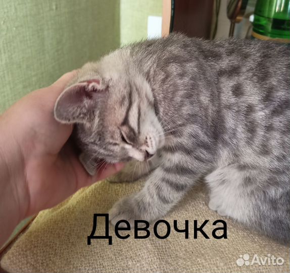 Подарите себе пушистый комочек счастья