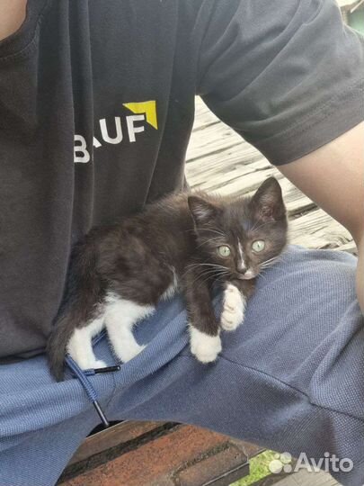 Кошка в дар