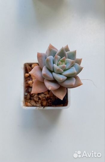 Суккуленты ч.1