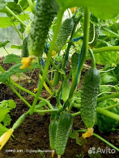 Яйца домашние куриные, перепелиные