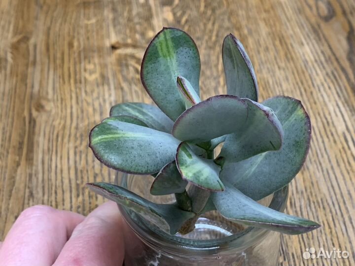 Крассула Блю Берд медиовариегатная