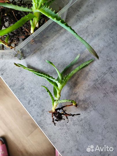 Алоэ лечебное