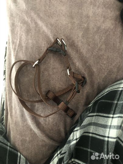 Поводок и ошейник для собаки