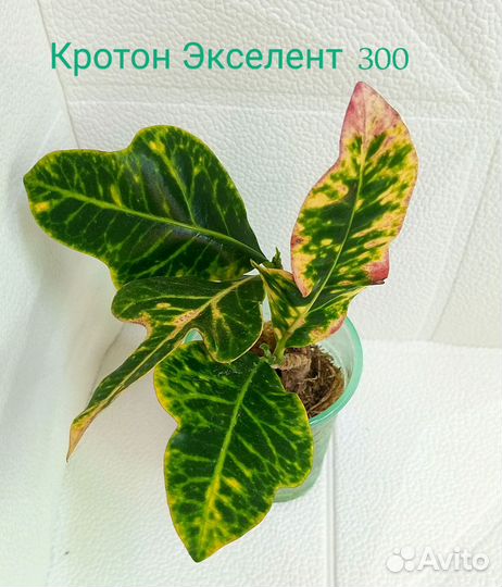 Комнатные растения (разные)