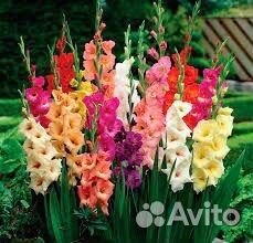 Микс из домашних гладиолусов