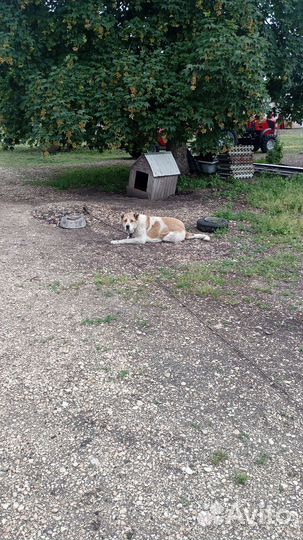 Собака бесплатно в добрые руки