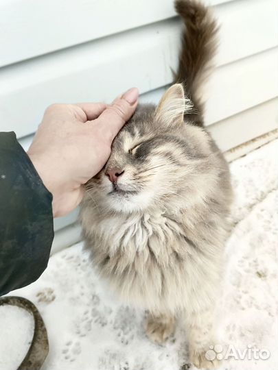 Котик Серый