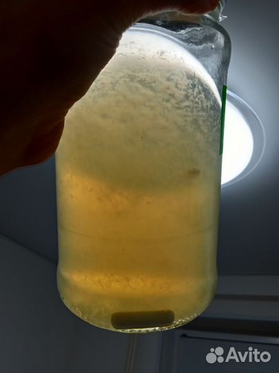 Белый гриб (боровик) Мицелий