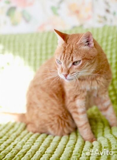 Шуберт - рыжее счастье в дар