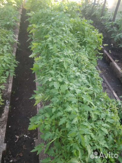 Рассада помидоров томатов