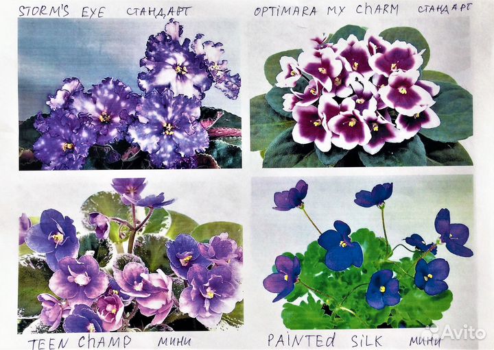 Сортовые фиалки зарубежных селекционеров