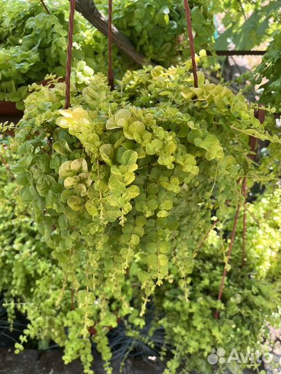 Вербейник монетчатый ауреа