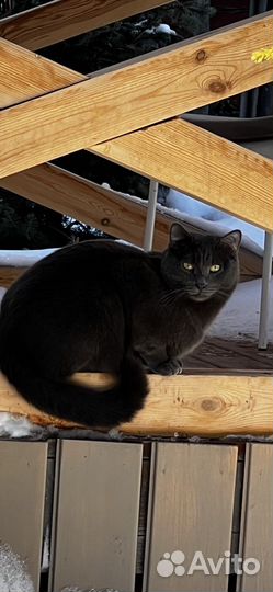 Кошки бесплатно