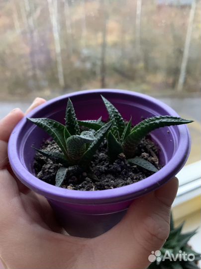 Комнатные растения цветы