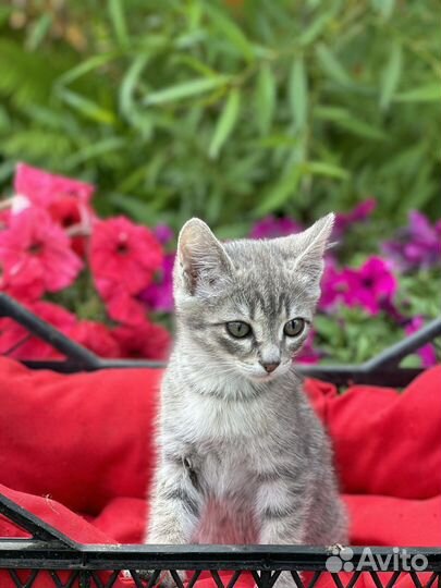 Кошка в дар