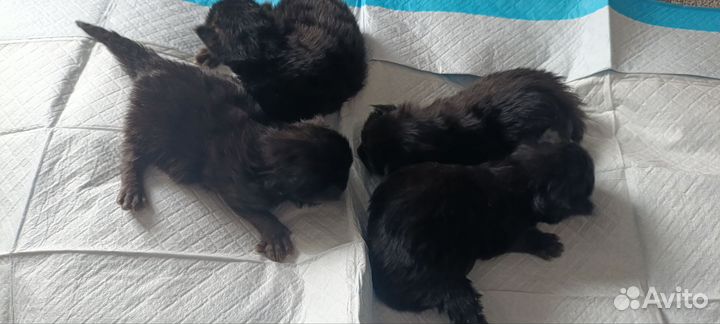 Котята Мейн-кун